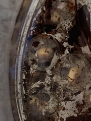 Eleutherodactylus planirostris