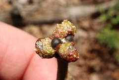 Andricus murtfeldtae