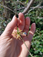 Cornus