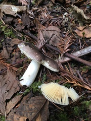 Russula zelleri