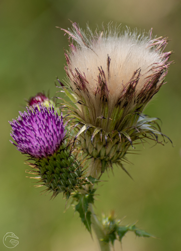 Cirsium mexicanum DC.