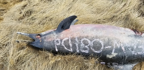Common Dolphin photographed in Massachusetts