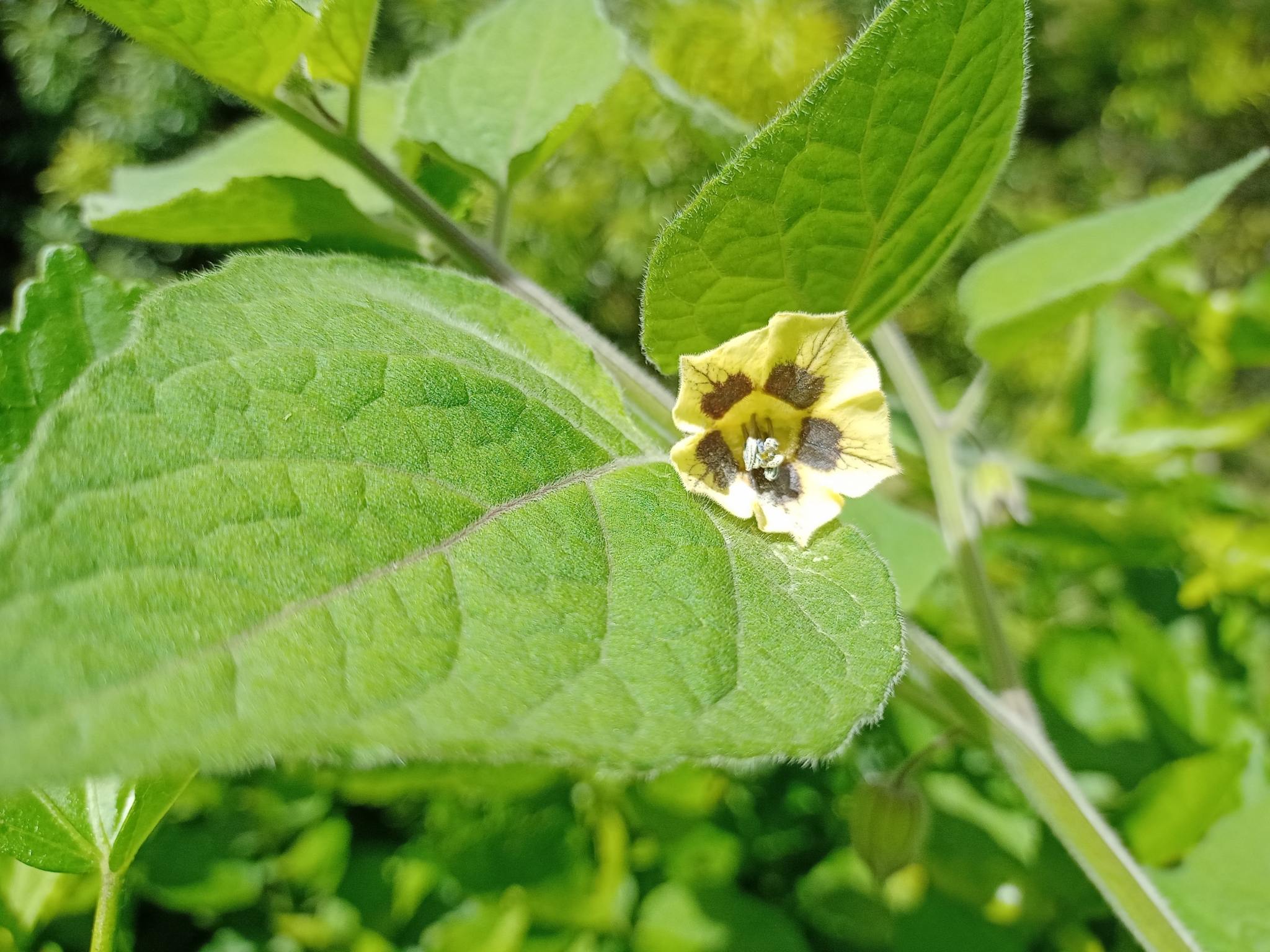 Physalis image