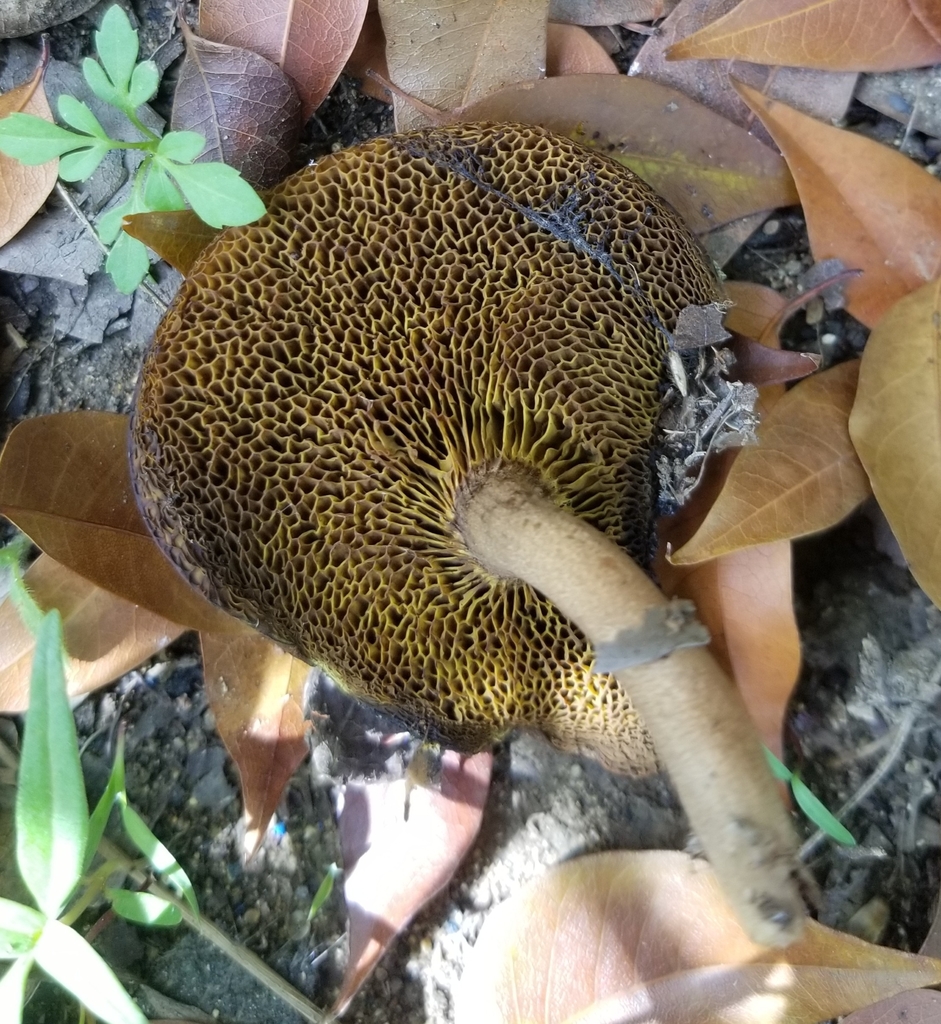 Xerocomus coccolobae