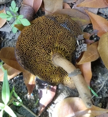 Xerocomus coccolobae