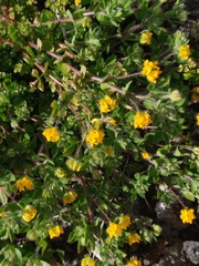 Lotus parviflorus