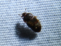 Colopterus maculatus