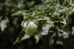 Chamaesaracha coronopus