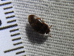 Colopterus maculatus