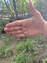 Micrathena sagittata