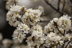 Prunus ursina