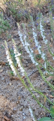 Sairocarpus coulterianus