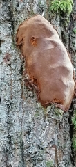 Phellinus lundellii