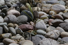 Mirabilis linearis linearis