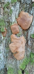 Phellinus lundellii