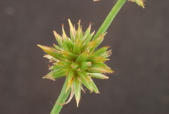 Juncus validus