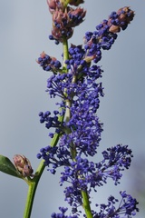 Ceanothus cyaneus