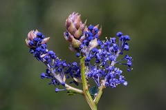 Ceanothus cyaneus