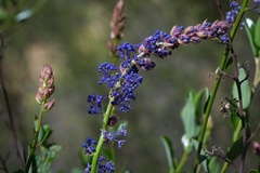 Ceanothus cyaneus