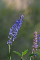Ceanothus cyaneus
