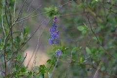 Ceanothus cyaneus