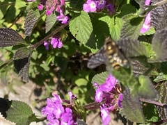 Syrphus opinator
