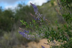 Ceanothus cyaneus