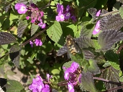 Syrphus opinator