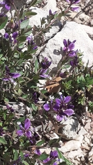 Polygala myrtifolia