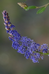 Ceanothus cyaneus