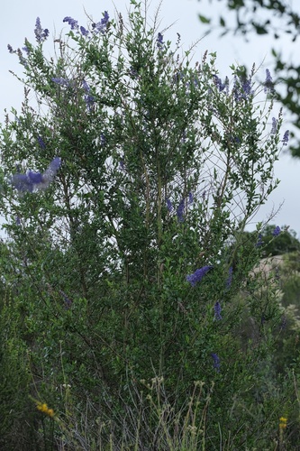 Image of Ceanothus cyaneus by (c) Madeleine Claire, some rights reserved (CC BY)