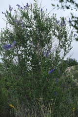 Ceanothus cyaneus