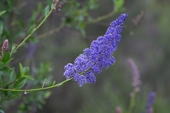 Ceanothus cyaneus
