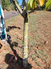 Pseudobombax longiflorum