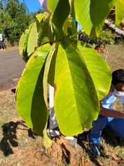 Pseudobombax longiflorum