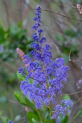 Ceanothus cyaneus