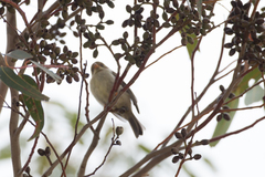 Melithreptus brevirostris