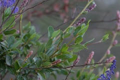 Ceanothus cyaneus
