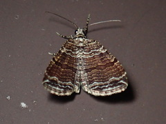 Anticlea multiferata