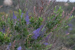 Ceanothus cyaneus