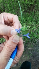 Glechoma hederacea