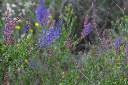 Image of Ceanothus cyaneus by (c) Madeleine Claire, some rights reserved (CC BY)