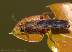Phyllomydas parvulus