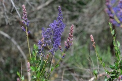 Ceanothus cyaneus