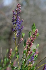 Ceanothus cyaneus