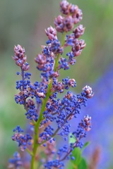 Ceanothus cyaneus