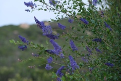 Ceanothus cyaneus