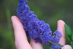 Ceanothus cyaneus