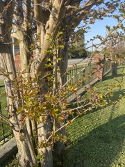 Lagerstroemia indica