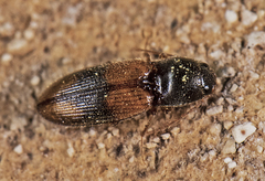 Horistonotus curiatus
